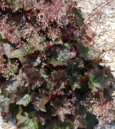 Coral Bells Palace Purple